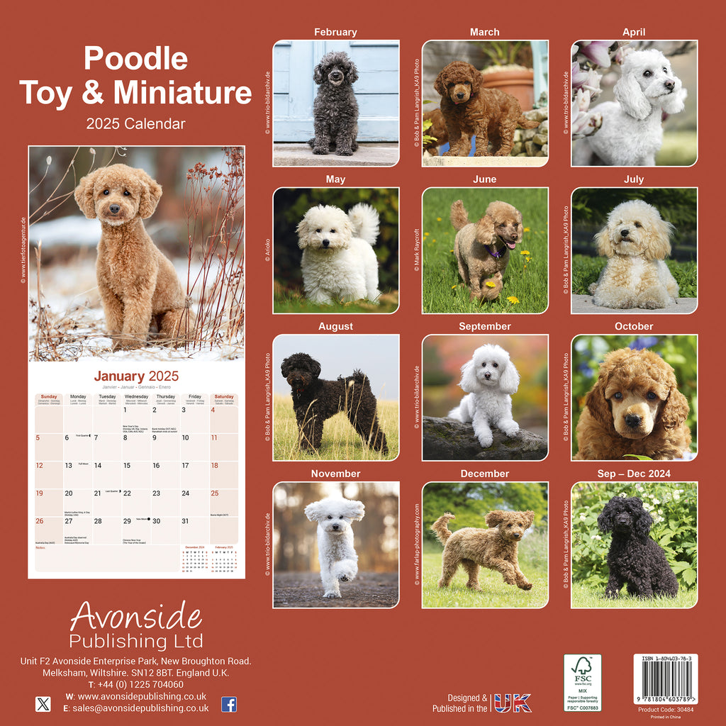 Poodle Toy & Miniature Calendar 2025 Avonside Publishing Ltd