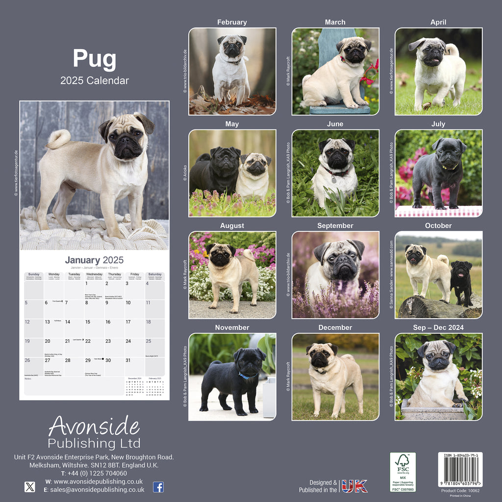 Pug Calendar 2025 Avonside Publishing Ltd