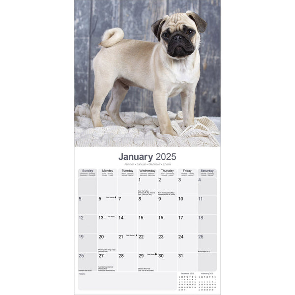 Pug Calendar 2025