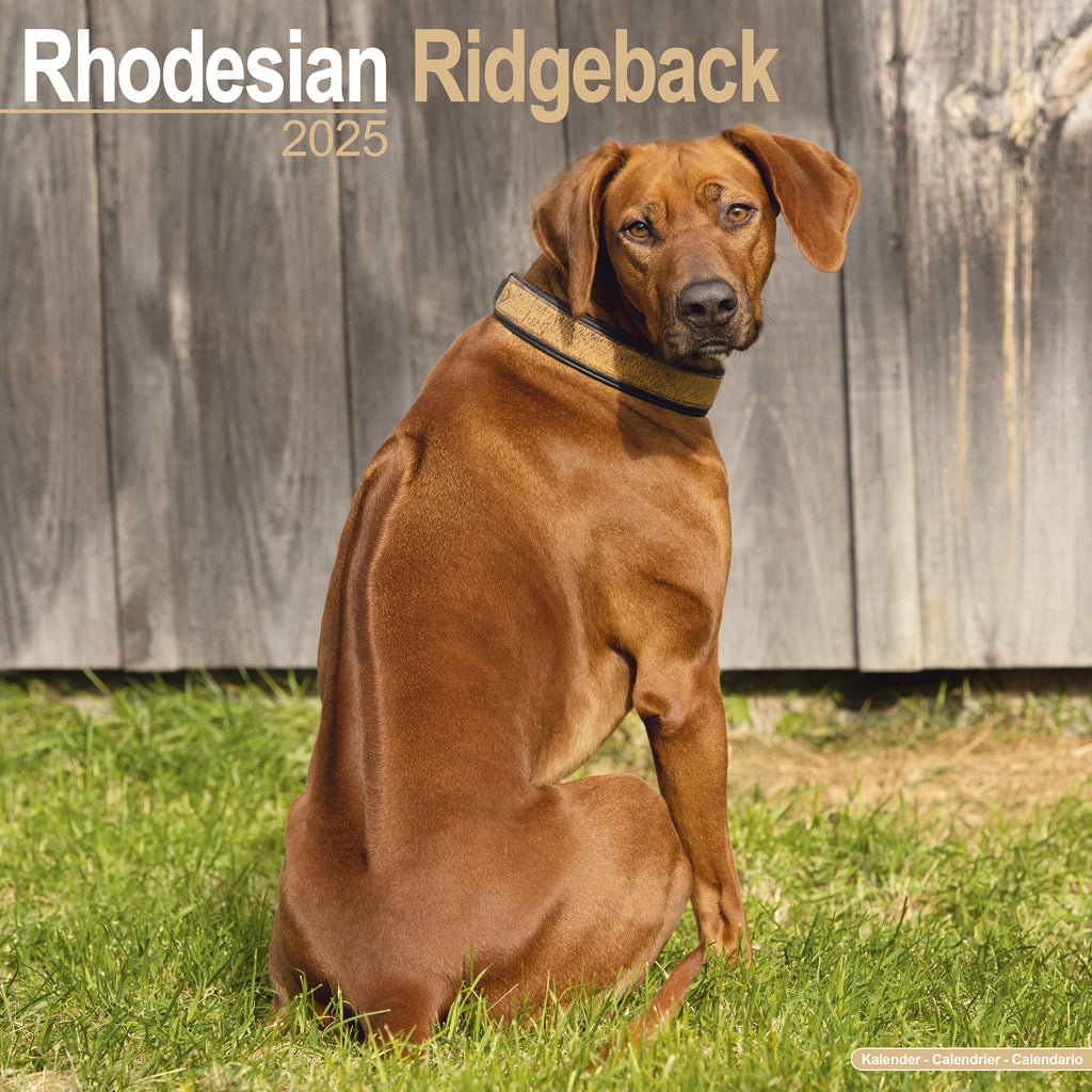 Rhodesian Ridgeback Calendar 2025 Avonside Publishing Ltd