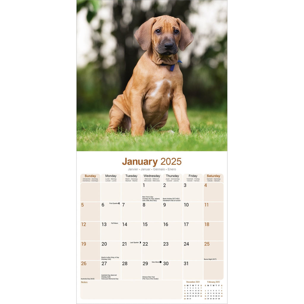 Rhodesian Ridgeback Calendar 2025 Avonside Publishing Ltd