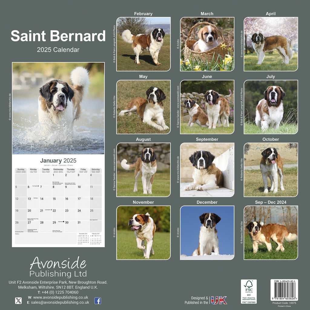 Saint Bernard Calendar 2025 Avonside Publishing Ltd