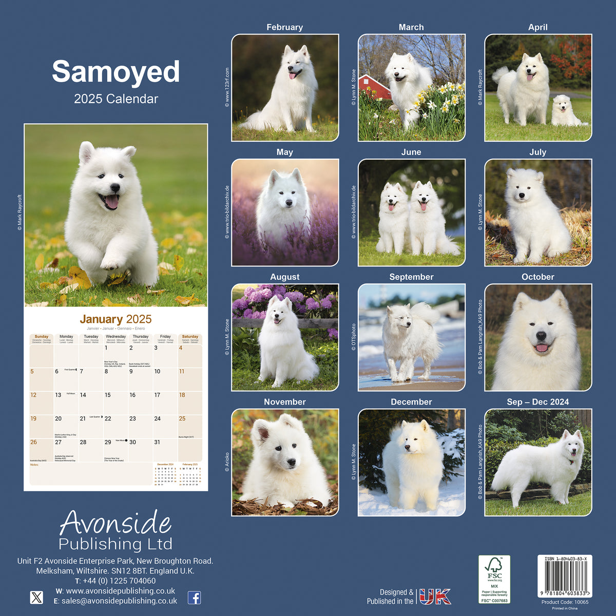 Samoyed Calendar 2025 Avonside Publishing Ltd