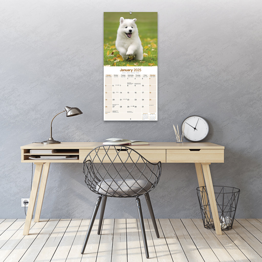 Samoyed Calendar 2025 Avonside Publishing Ltd