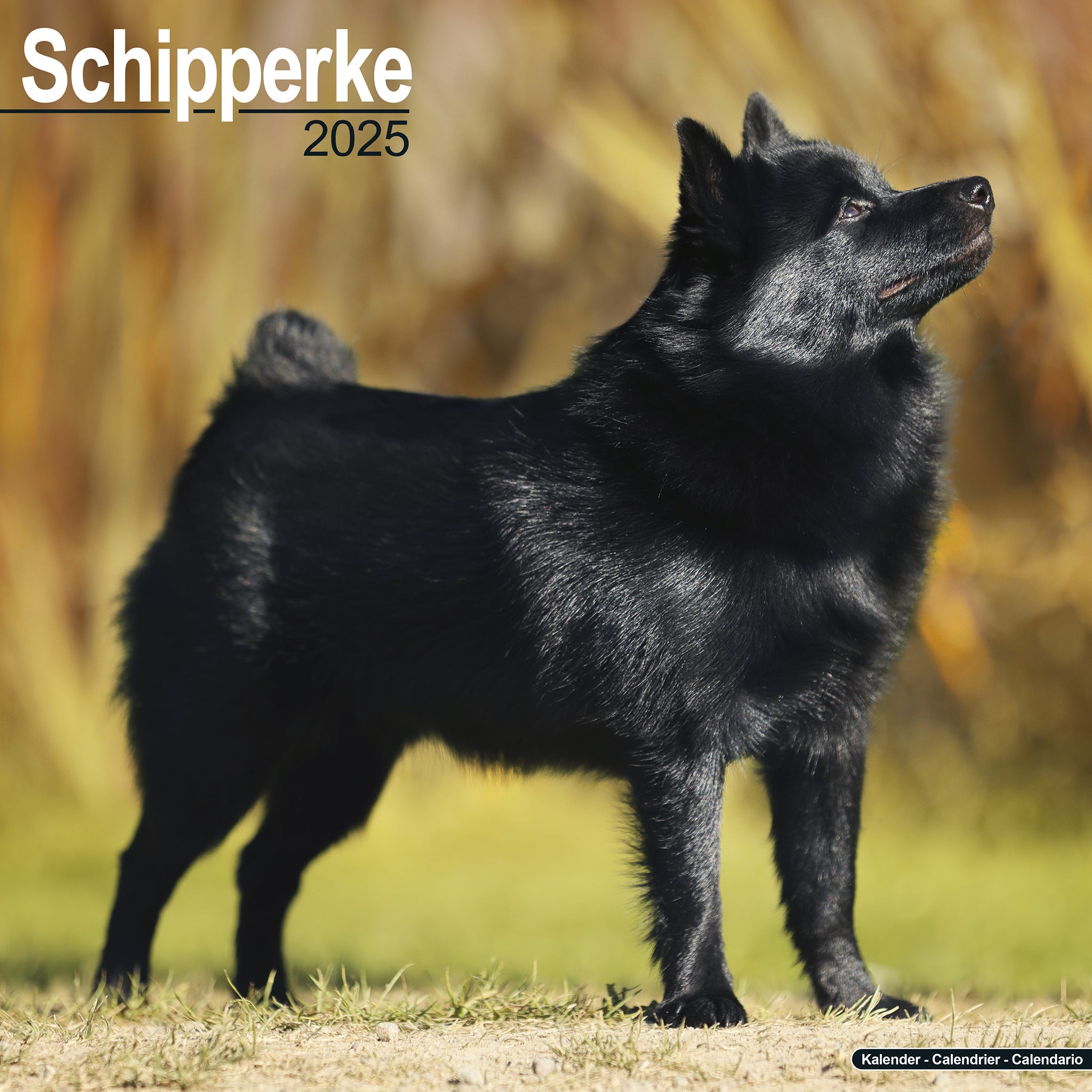 Schipperke Calendar 2025