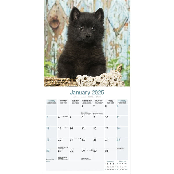 Schipperke Calendar 2025