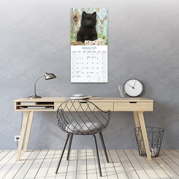 Schipperke Calendar 2025