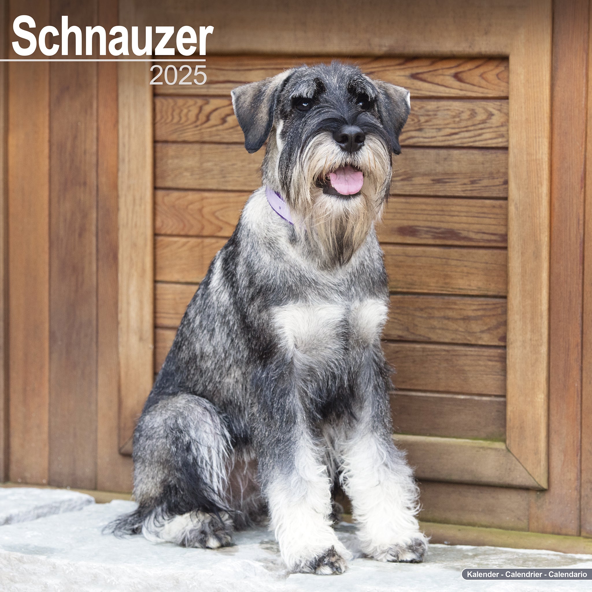 Schnauzer Calendar 2025 Avonside Publishing Ltd