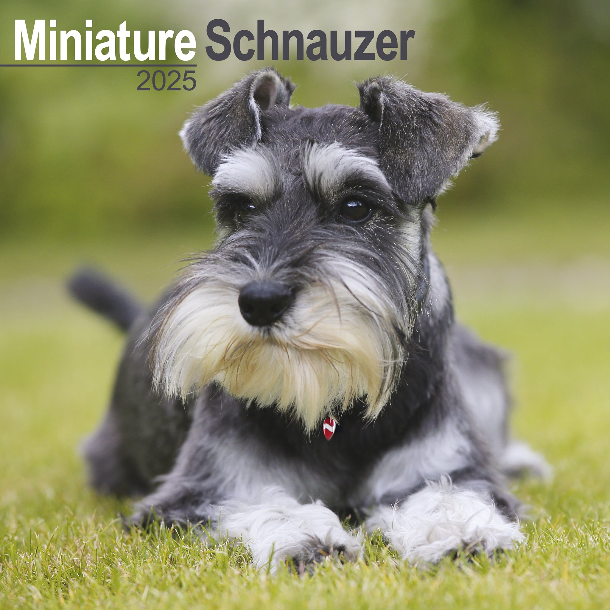 Schnauzer Miniature Calendar 2025