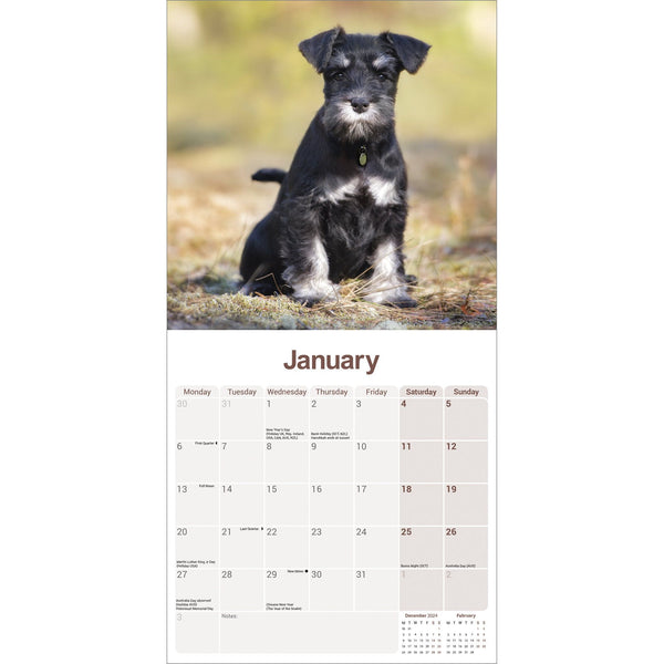 Schnauzer Miniature Calendar 2025