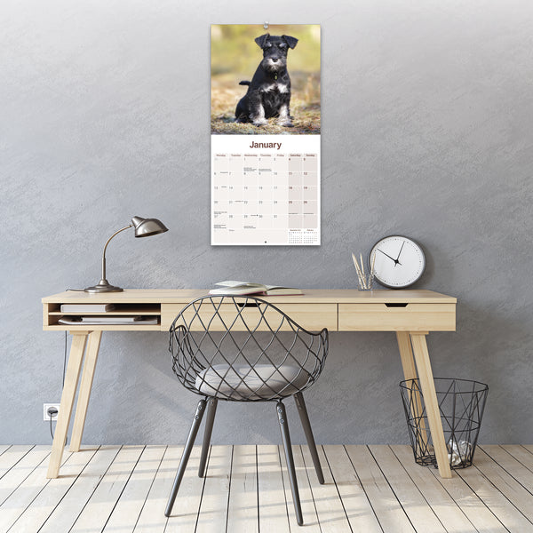 Schnauzer Miniature Calendar 2025