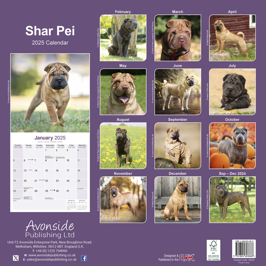 Shar Pei Calendar 2025 Avonside Publishing Ltd