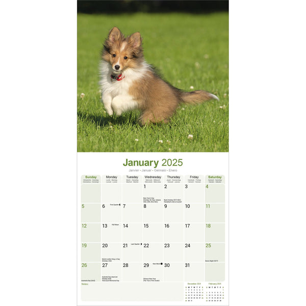 Shetland Sheepdog Calendar 2025