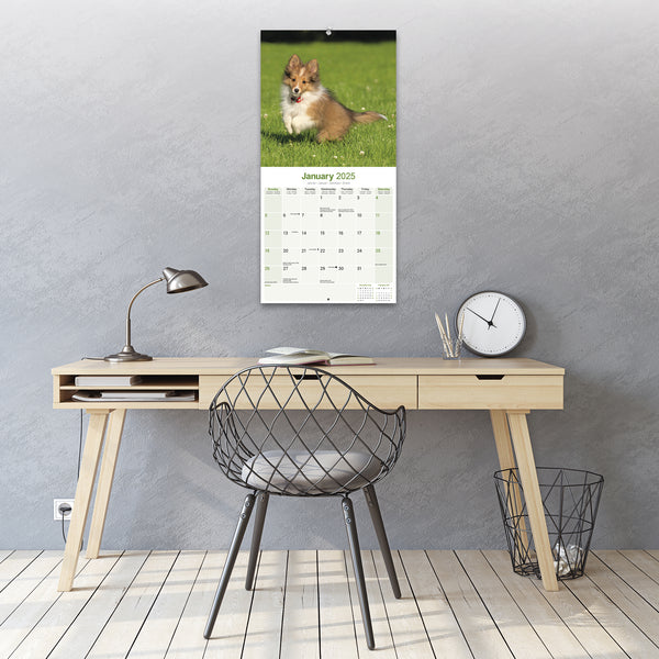 Shetland Sheepdog Calendar 2025