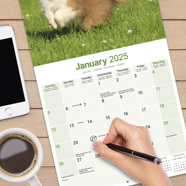 Shetland Sheepdog Calendar 2025