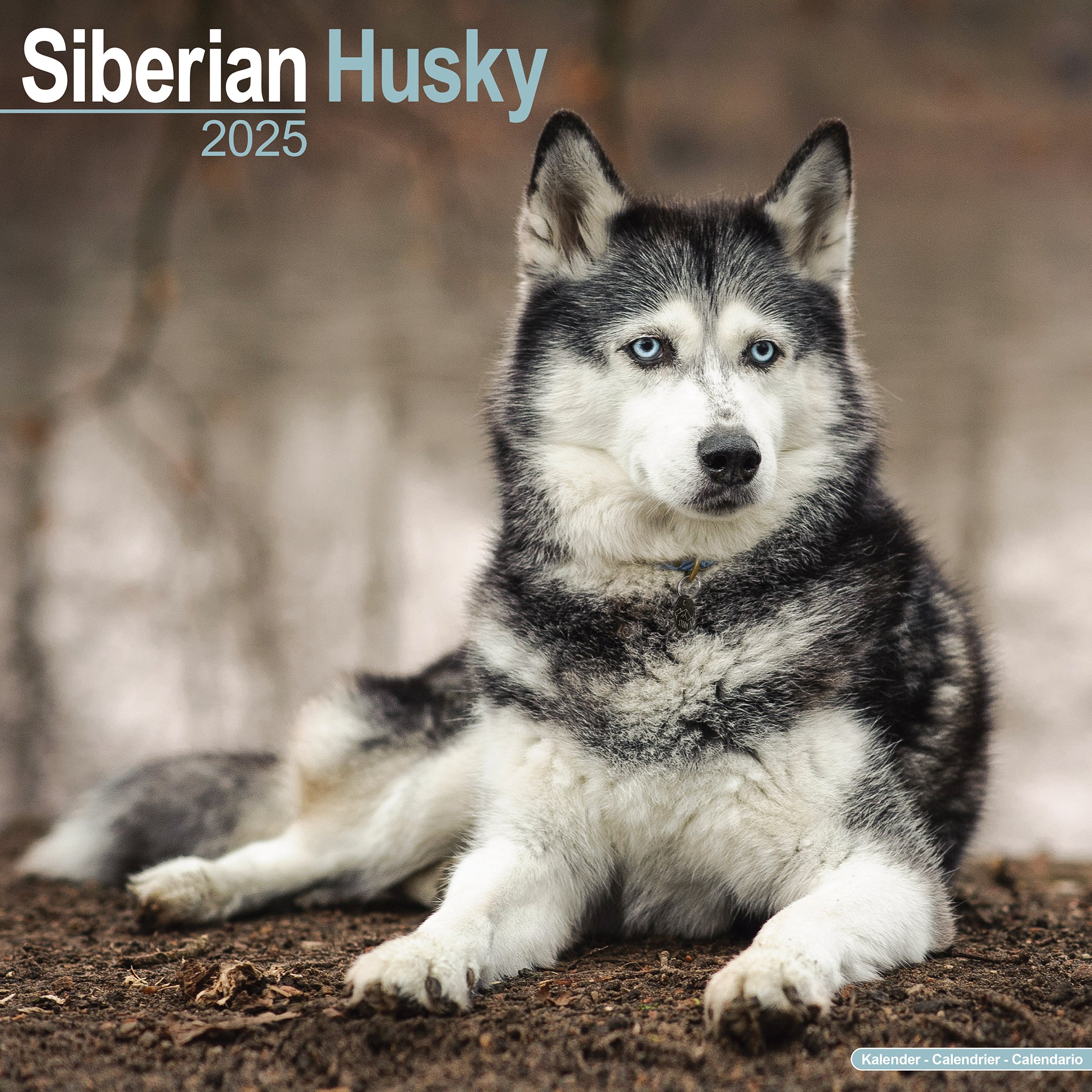 Siberian Husky Calendar 2025 Avonside Publishing Ltd