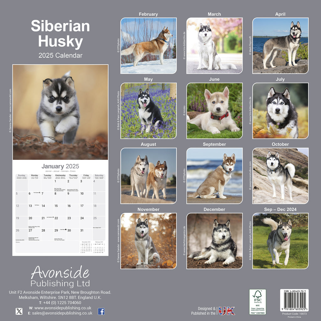 Siberian Husky Calendar 2025 Avonside Publishing Ltd