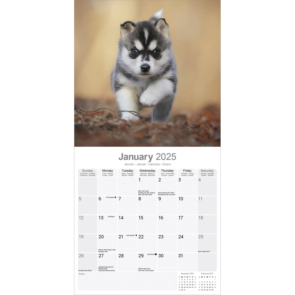 Siberian Husky Calendar 2025 Avonside Publishing Ltd