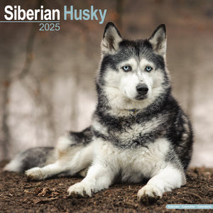 Siberian Husky Calendar 2025