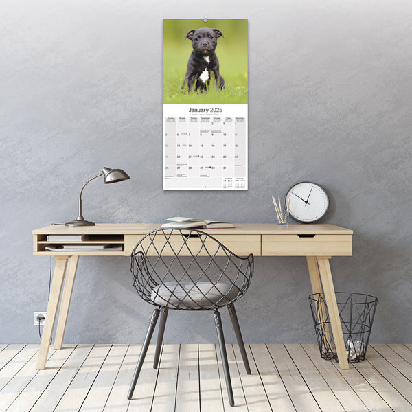 Staffordshire Bull Terrier Calendar 2025