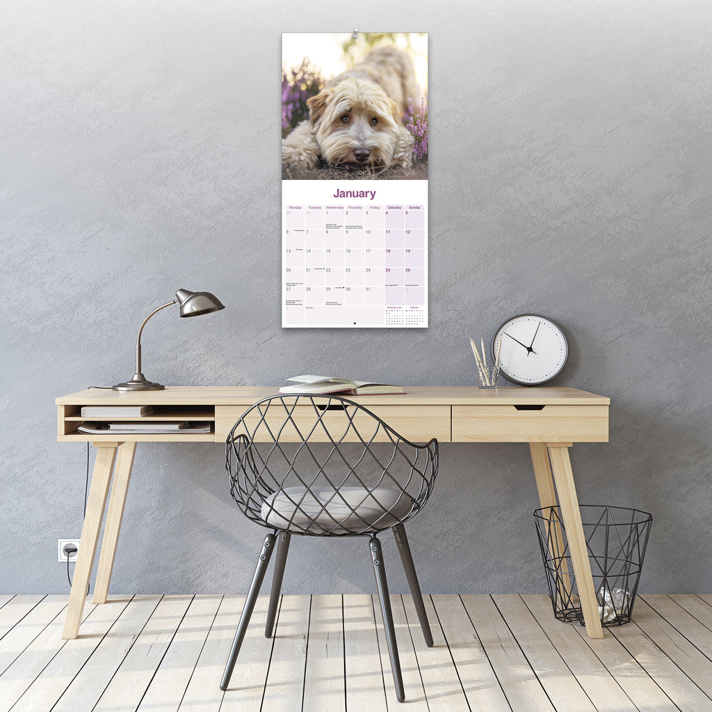 Tibetan Terrier Calendar 2025 Avonside Publishing Ltd