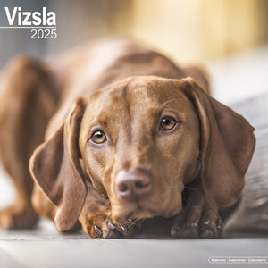 Vizsla Calendar 2025