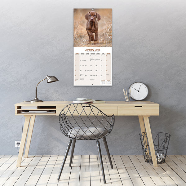 Vizsla Calendar 2025