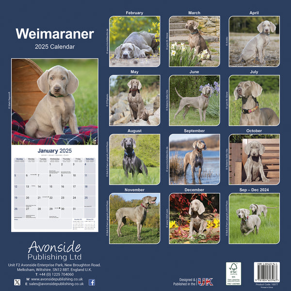 Weimaraner Calendar 2025