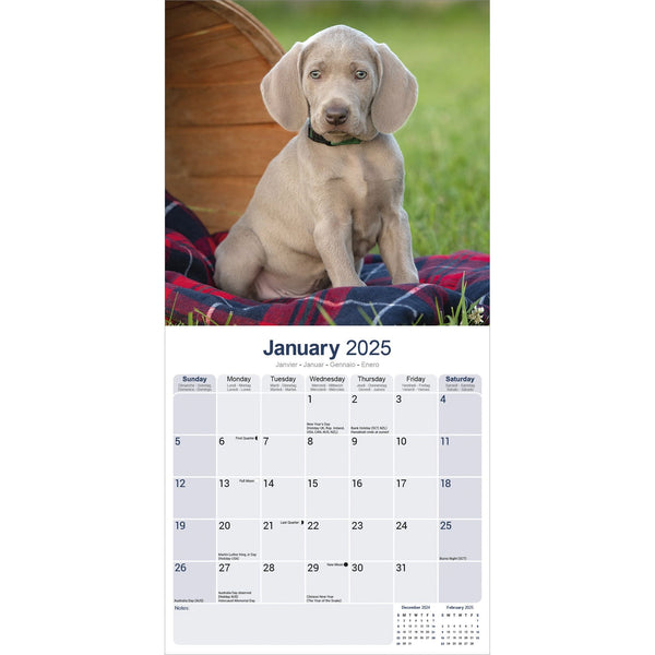 Weimaraner Calendar 2025