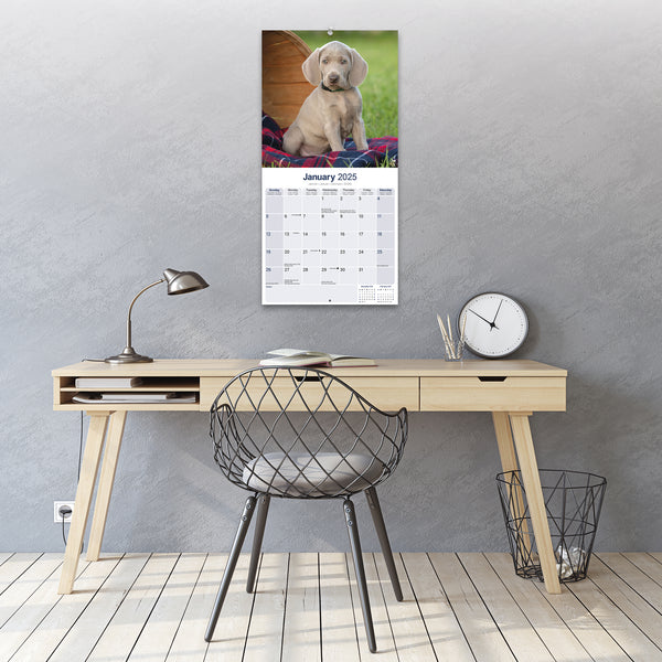 Weimaraner Calendar 2025