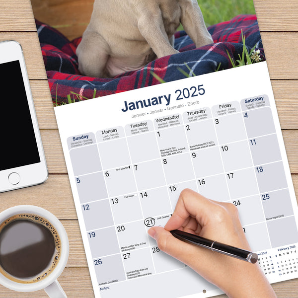 Weimaraner Calendar 2025