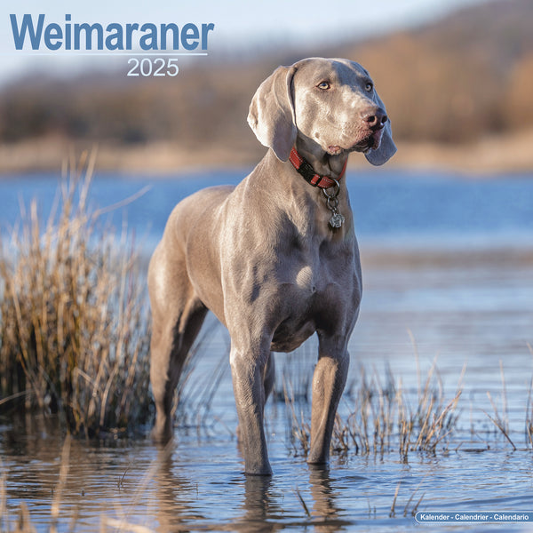 Weimaraner Calendar 2025