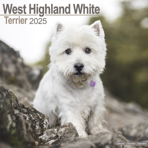 West Highland Terrier Westie Calendar 2025