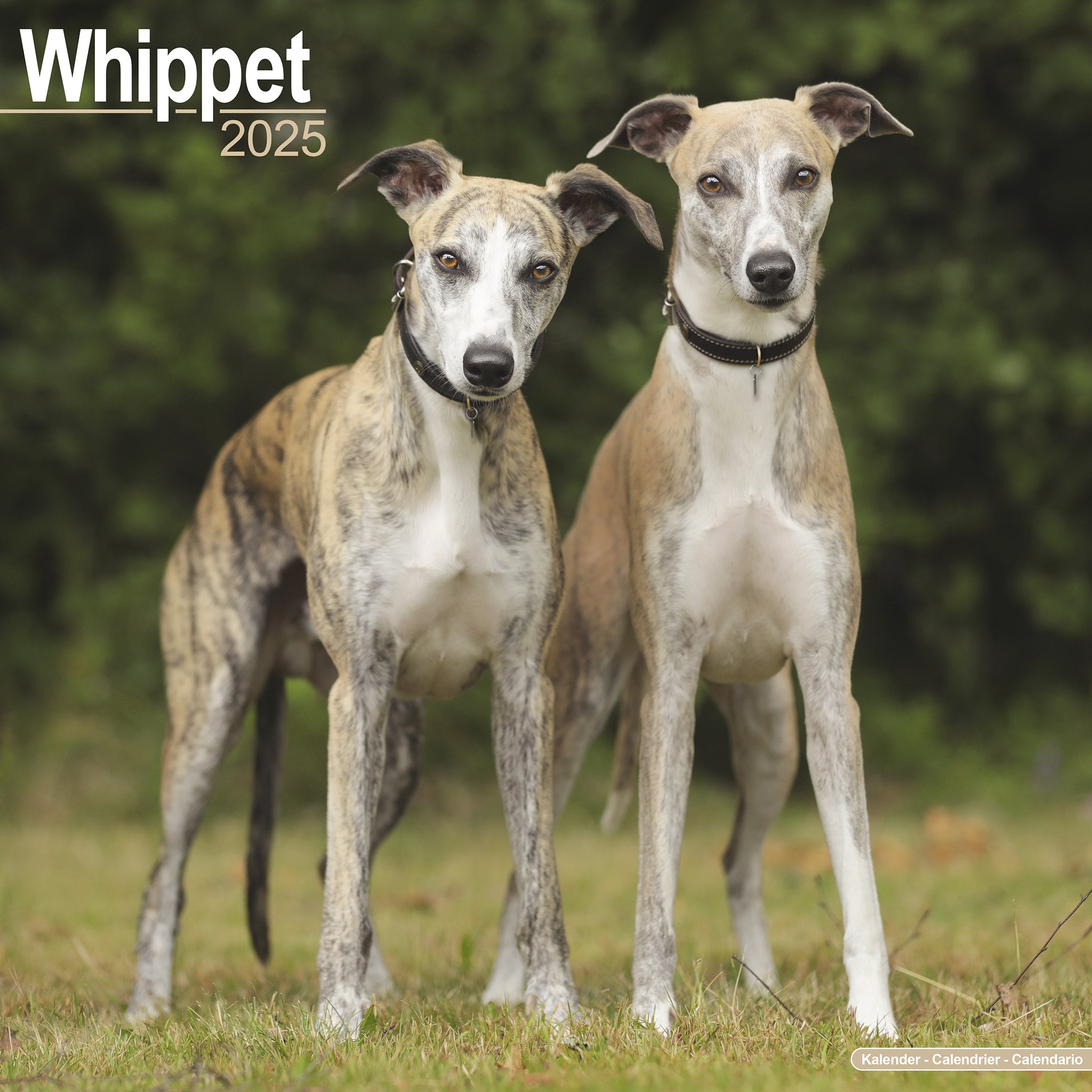 Whippet Calendar 2025 Avonside Publishing Ltd