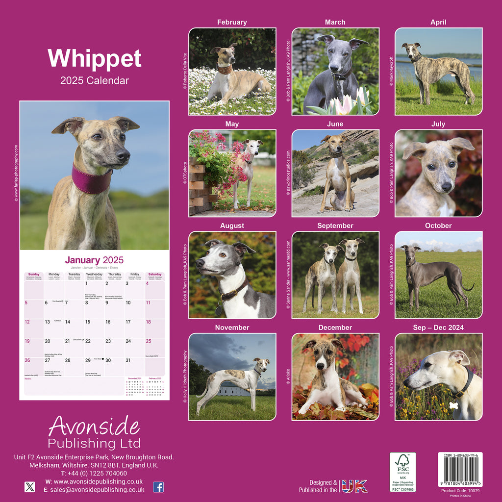 Whippet Calendar 2025 Avonside Publishing Ltd