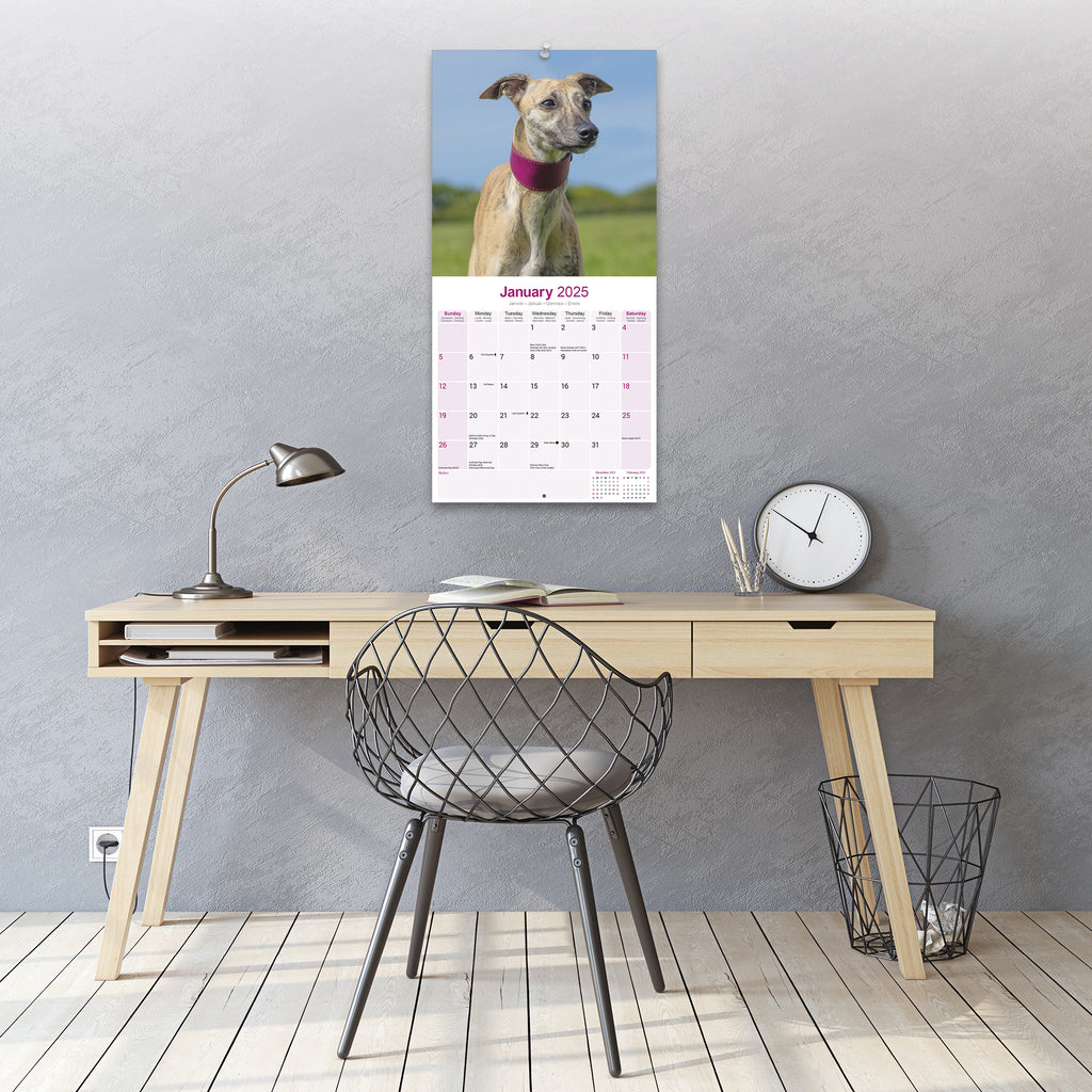 Whippet Calendar 2025 Avonside Publishing Ltd