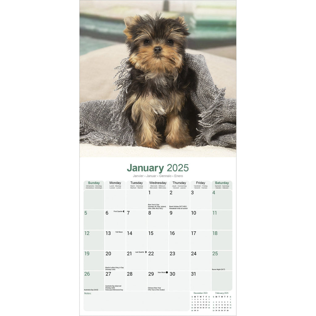 Yorkshire Terrier Calendar 2025 Avonside Publishing Ltd Yorkshire Terrier Calendar 2025 Uk