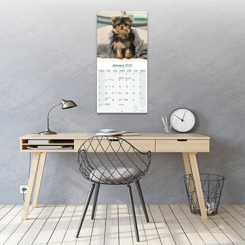 Yorkshire Terrier Calendar 2025 Avonside Publishing Ltd