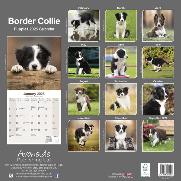 Border Collie Puppies Calendar 2025