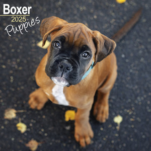 Boxer Puppies Calendar 2025