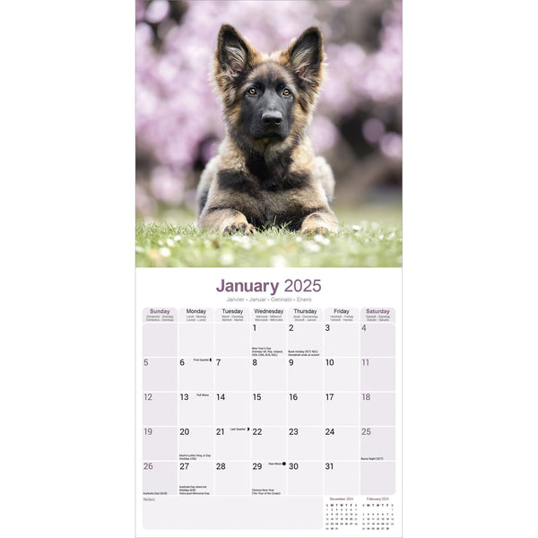 German Shepherd Puppies Calendar 2025