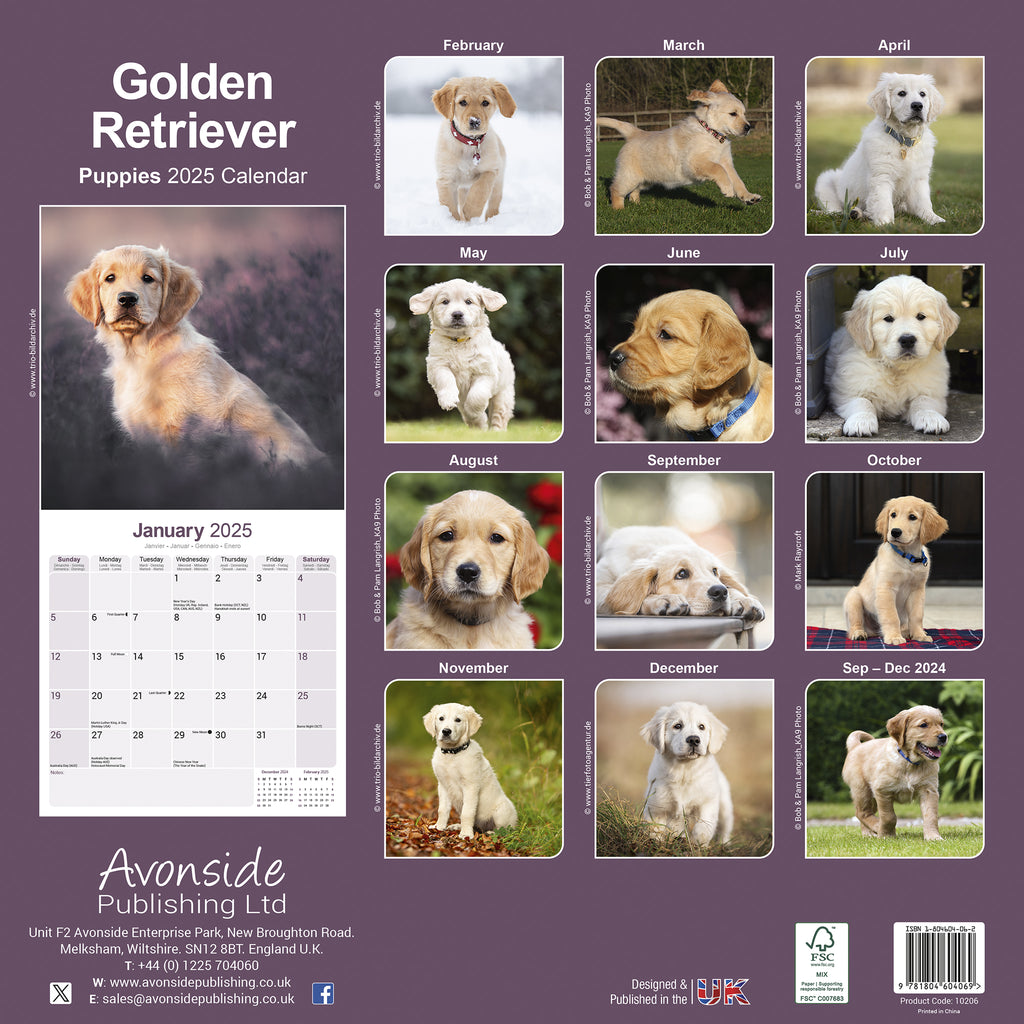 Golden Retriever Puppies Calendar 2025 Avonside Publishing Ltd