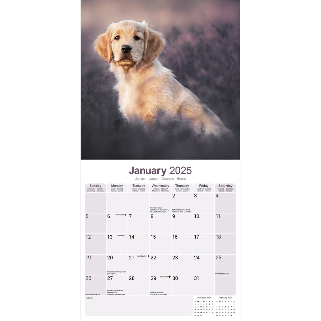 Golden Retriever Puppies Calendar 2025 Avonside Publishing Ltd