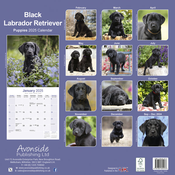 Black Labrador Puppies Calendar 2025