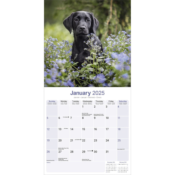 Black Labrador Puppies Calendar 2025
