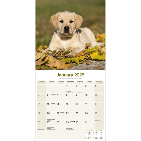 Yellow Labrador Puppies Calendar 2025