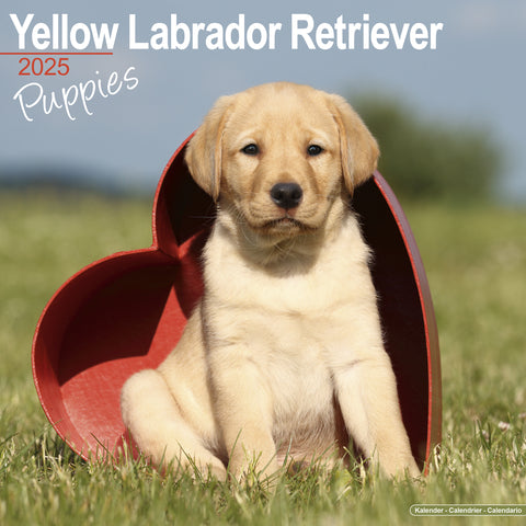 Yellow Labrador Puppies Calendar 2025