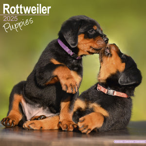 Rottweiler Puppies Calendar 2025