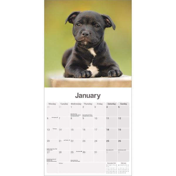 Staffordshire Bull Terrier Puppies Calendar 2025