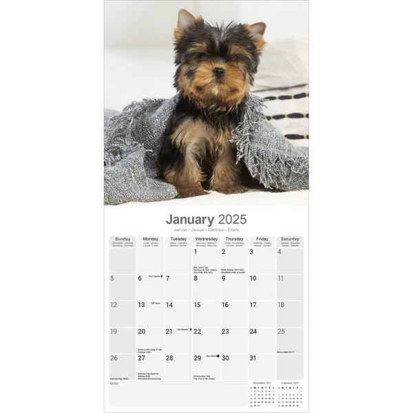 Yorkshire Terrier Puppies Calendar 2025